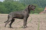 DOGUE ALLEMAND 457